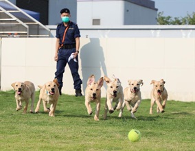 Following the tremendous breakthroughs in its canine profession last year, Hong Kong Customs has achieved another breakthrough at the start of the year by obtaining accreditation approval from the Hong Kong Council for Accreditation of Academic and Vocational Qualifications to include its detector dog handling programme in the Qualifications Register. Photo shows the first batch of six self-bred Labrador puppies born last July, among which some will undergo the accredited training programme and become drug detector dogs.