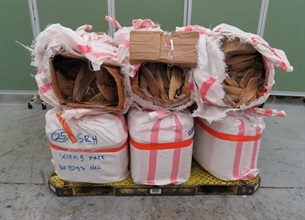 Hong Kong Customs on October 10 seized about 460 kilograms of suspected scheduled dried shark fins, 200kg of suspected scheduled dried sea cucumbers and 3 300 boxes of proprietary Chinese medicine with ingredients of suspected scheduled Gastrodia Elata, with a total estimated market value of about $2.3 million, at Hong Kong International Airport. Photo shows the suspected scheduled dried shark fins seized.